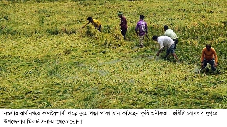 রাণীনগর-আত্রাই উপজেলা ‎কালবৈশাখী ঝড়ে পাকা ধান ও বিদ্যুৎ লাইনে ব্যপক ক্ষতি 