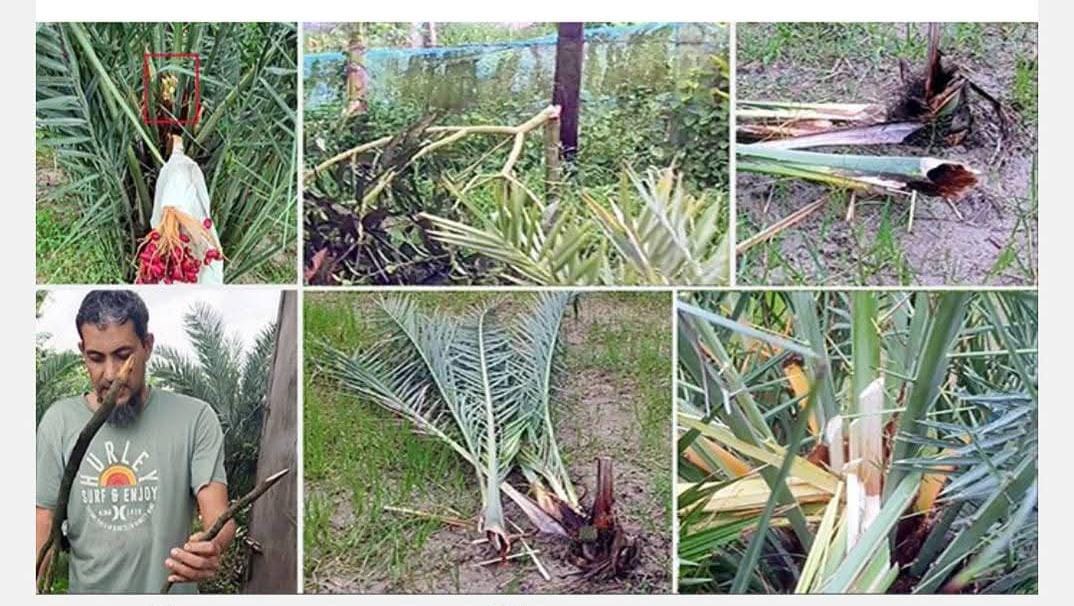 উদ্যোক্তা ইঞ্জিনিয়ার মোজাহিদুল রুবেল সৌদি খেজুরের বাগানে  সন্ত্রাসীদের  তাণ্ডব