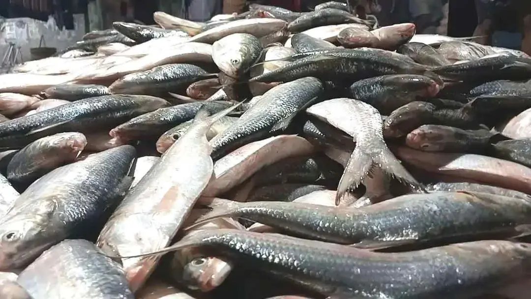 ৮ অক্টোবর থেকে ২২ দিন ইলিশ আহরণ নিষিদ্ধ