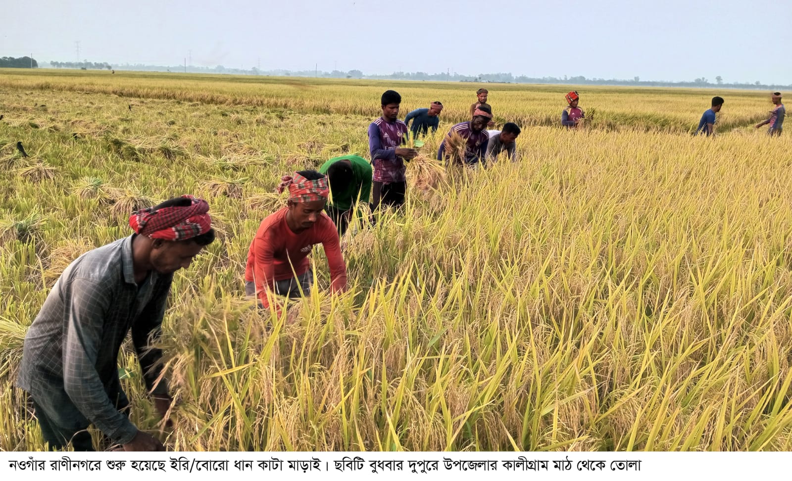 ‎রাণীনগরে ধান কাটার শুরুতেই লোকসানের কবলে কৃষক