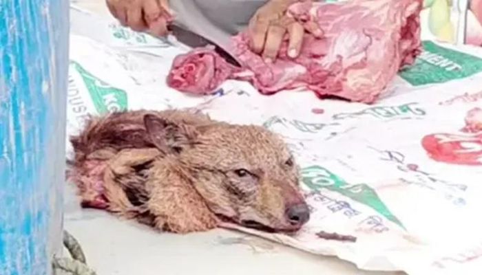 বাজারে প্রকাশ্যে শিয়ালের মাংস বিক্রি, প্রতি টুকরো ১০০ টাকা, বিক্রেতা আটক