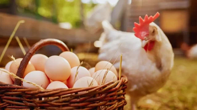 বাংলাদেশসহ ৪০ দেশ থেকে মুরগি ও ডিম আমদানি করবে না সৌদি আরব