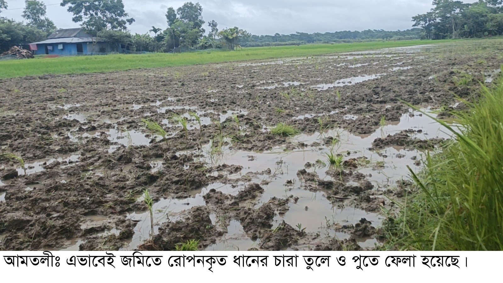 আমতলীতে রাতের আঁধারে জমির ধানের চারা তুলে ফেলার অভিযোগ