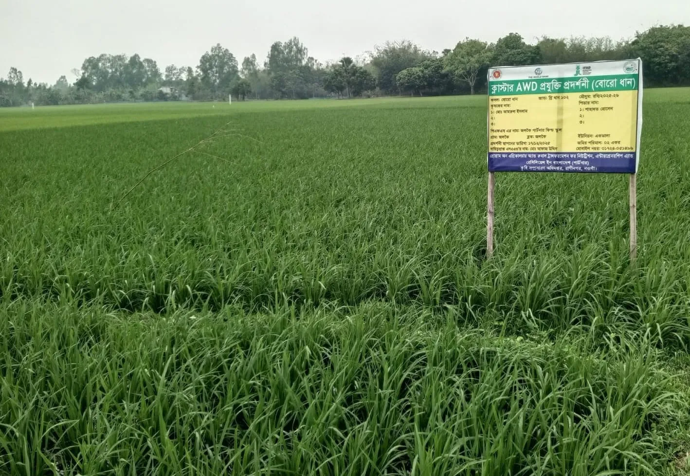 ‎রাণীনগরে কৃষি কর্মকর্তাদের অবহেলায় ভেস্তে গেছে ক্লাস্টার এডাব্লিউডি প্রযুক্তি প্রদর্শনী প্