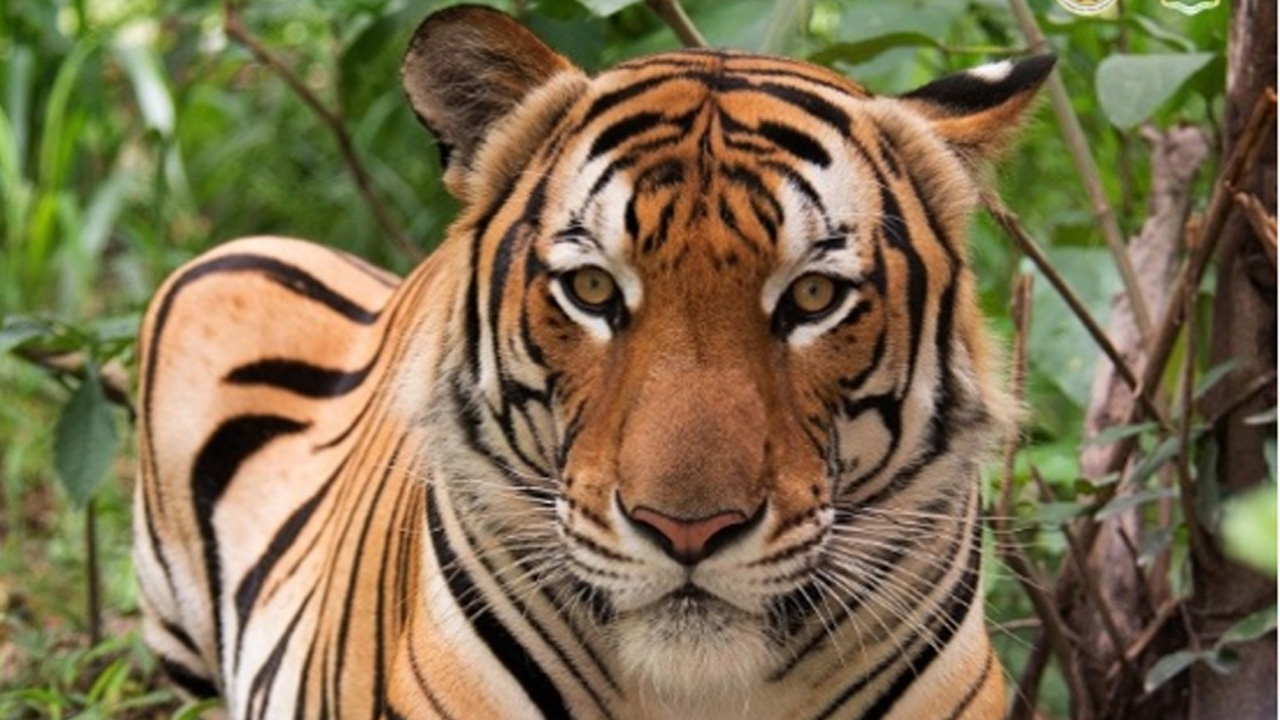 থাইল্যান্ডে ছড়িয়ে পড়েছে ভাইরাস, একে একে মারা যাচ্ছে বাঘ