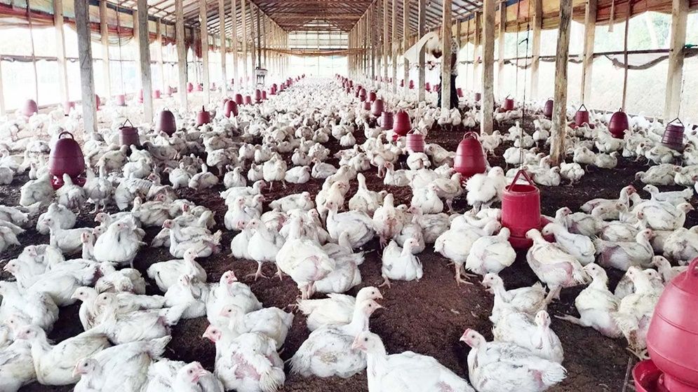 বাজেটে সুবিধা না পেলে দ্বিগুণ হবে মুরগির দাম