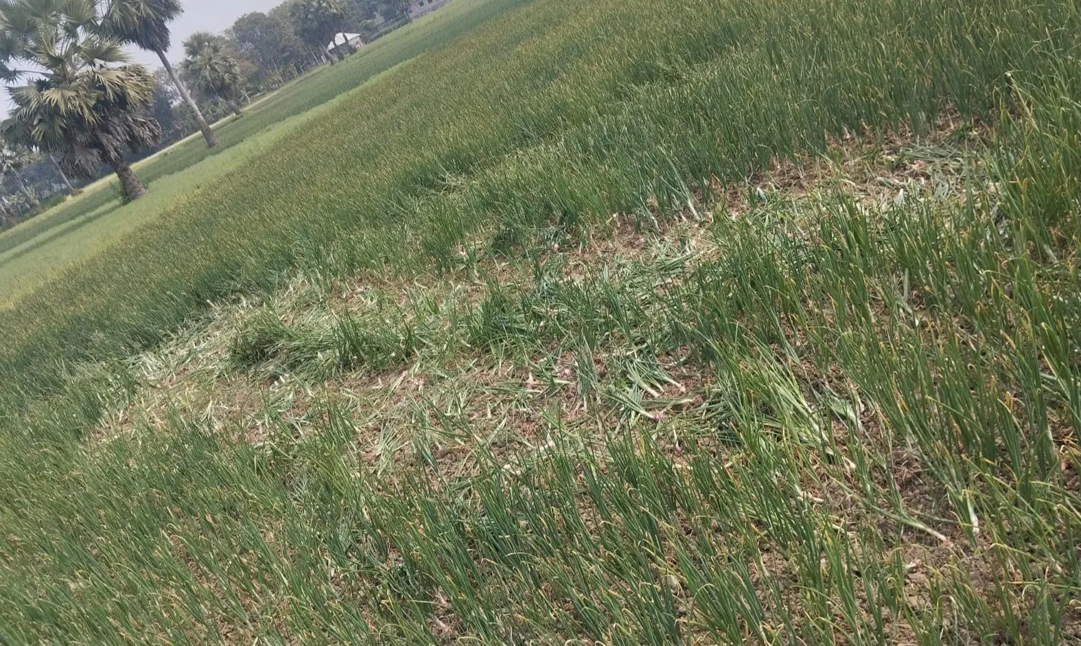 জমিতে গিয়ে কৃষকের মাথায় হাত রাতে তুলে নিয়ে গেল ৫০ মন পেঁয়াজ