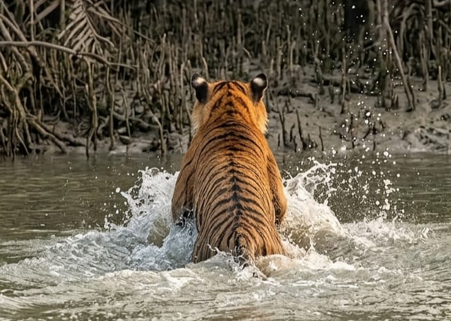 পূর্ব সুন্দরবনের কচিখালীতে এবার সাতরে নদী পার হলো বাঘ