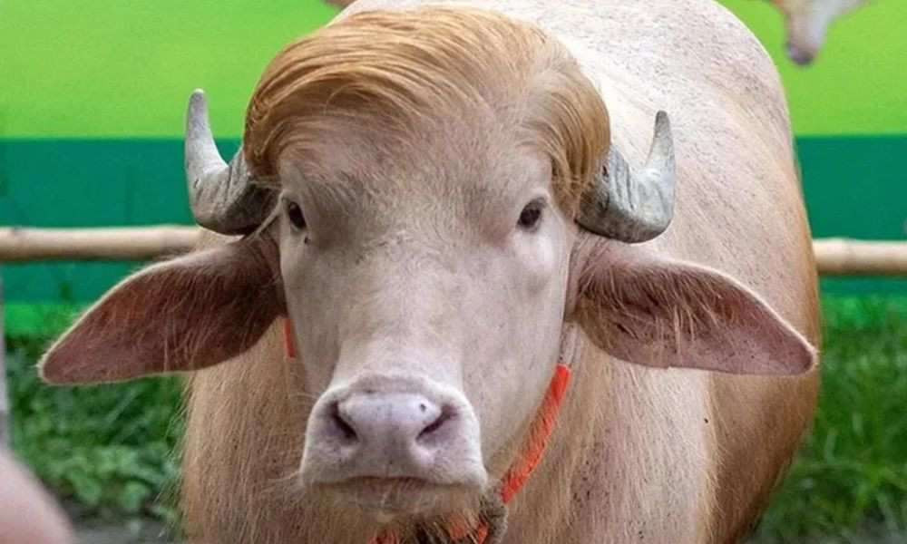চিড়িয়াখানাতেও সেই মহিষের নাম ডোনাল্ড ট্রাম্প রাখায় চাকরি গেল কিউরেটরের