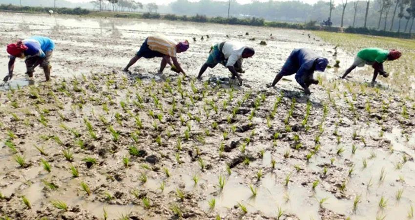 খানসামায় বোরো ধানের চারা রোপণ করা শুরু