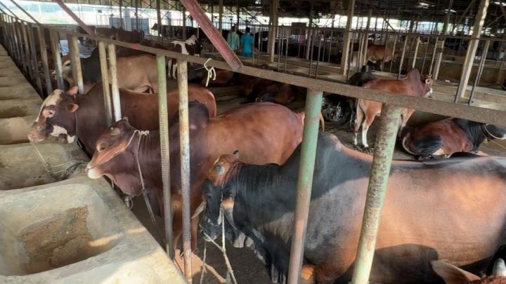 কুরবানির পশুর চামড়ার দাম নির্ধারণ করে দিল সরকার
