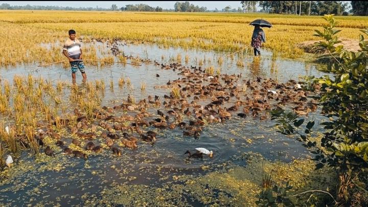 সিগারেটের টাকা জমিয়ে ১৮ শ হাঁসের মালিক আসলাম!