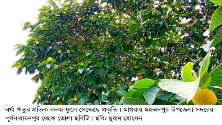 বর্ষার প্রতিক কদম ফুলে রাঙিয়ে তুলেছে প্রকৃতি