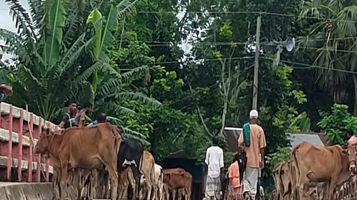 বরগুনায় অবৈধ গবাদি পশুর হাট বসিয়ে অতিরিক্ত খাজনা আদায়ের অভিযোগ