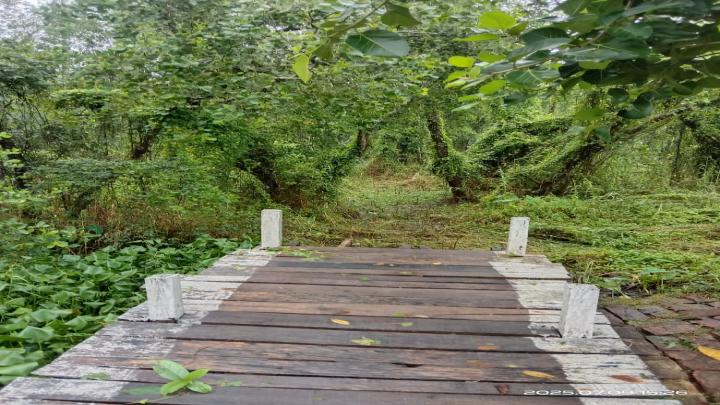 বরগুনায় সাংবাদিকের দখল করা সংরক্ষিত বন উদ্ধার