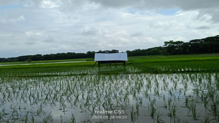 বরগুনায় আদালতের আদেশ অমান্য করে জোরপূর্বক জমি চাষাবাদের চেষ্টা