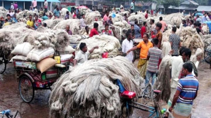 কৃষকের মুখে হাসি, সোনালি আঁশের সুদিন ফিরতে শুরু করেছে