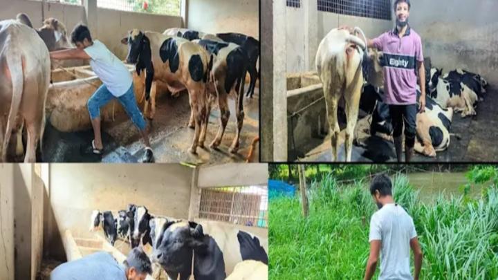 রাজশাহীতে গবাদিপশুর খাদ্যর তীব্র সংকটে খামারিরা বিপাকে
