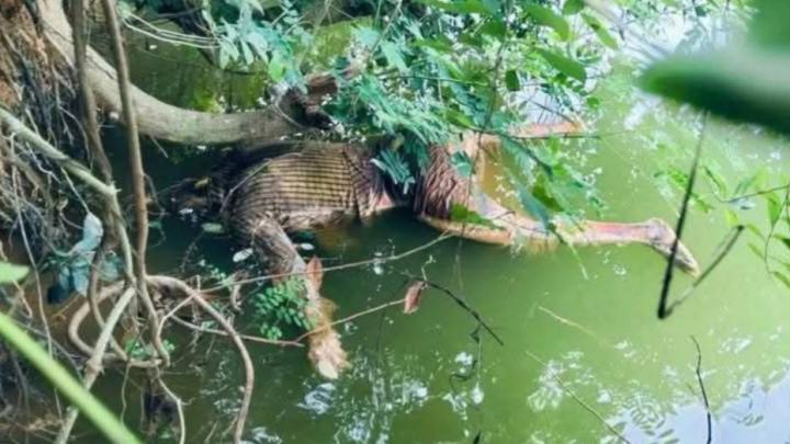 নিখোঁজের ৮ দিন পর পুকুরে মিললো অটোরিক্সা চালকের মরদেহ
