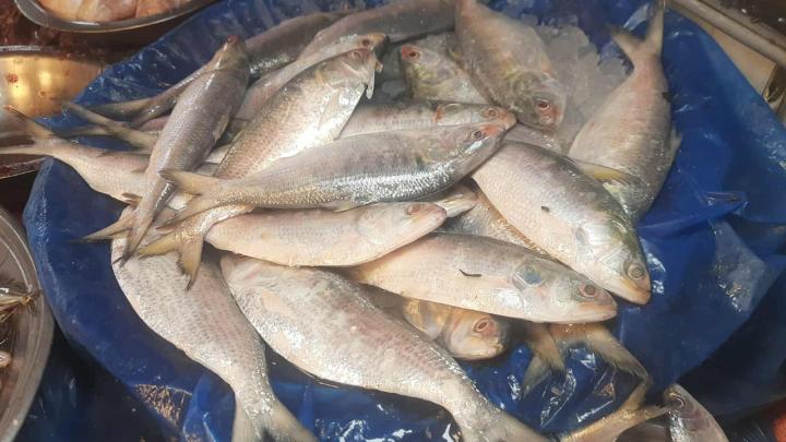 এক কেজির ইলিশ বিক্রি হচ্ছে ২২০০ টাকায়