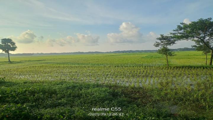 বরগুনায় জোরপূর্বক প্রবাসী নারীর জমিতে বীজ রোপন