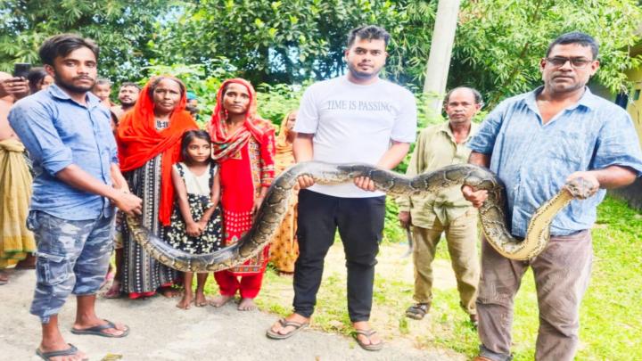 শ্রীমঙ্গলে শ্মশান থেকে বিশাল অজগর উদ্ধার, ওজন প্রায় ২৫ কেজি