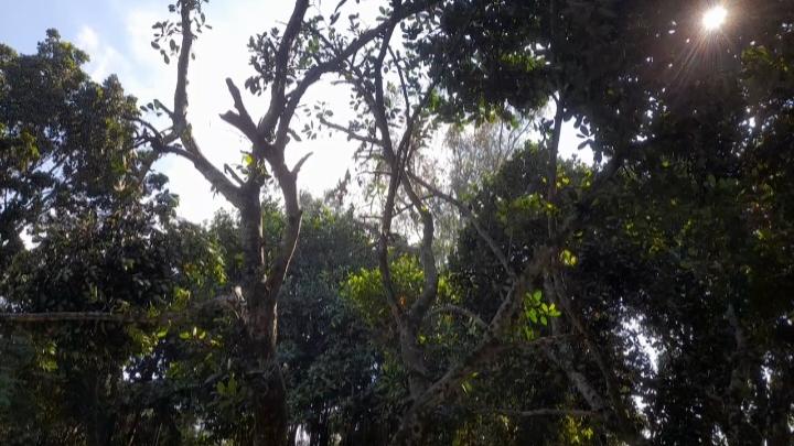 পাঁচবিবির বাগজানায় ভূমি অফিসে ফলজ বৃক্ষের পাতা কর্তনে স্থানীয়দের বাধা