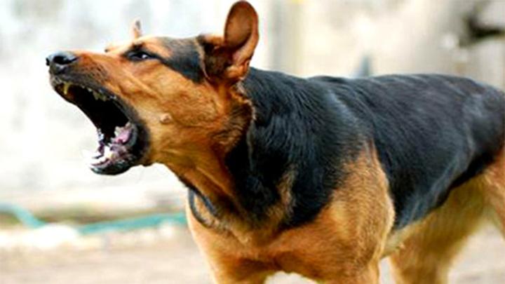 পাগলা কুকুরের কামড়ে আহত অর্ধশতাধিক মানুষ