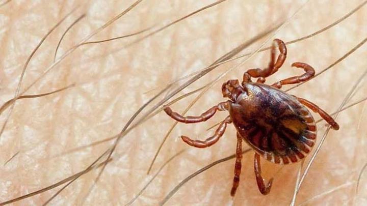 কঙ্গো ভাইরাসে ৬ জনের মৃত্যু, সতর্ক থাকতে হবে যাদের