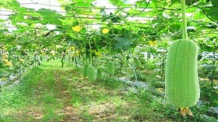 শেরপুরের ঝিনাইগাতীতে আগাম শীতকালীন সবজি চাষে বাম্পার ফলনের আশাবাদী কৃষক!