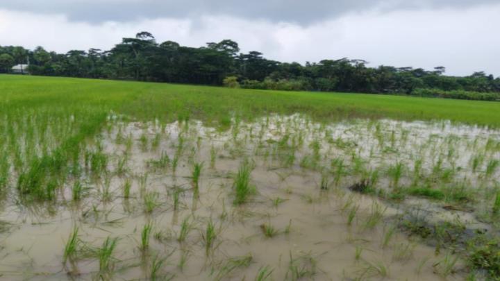বরগুনায় রাতের আধারে জমিতে রোপনকৃত বীজ নষ্ট করেছে দুর্বৃত্তরা