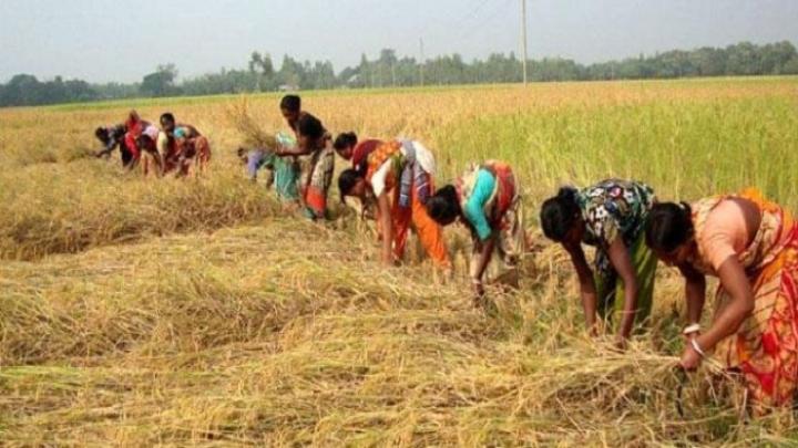 জলঢাকায় কৃষি কাজে নারীরা, কাজের মূল্য ১৫০ টাকা