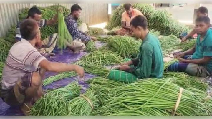 বাম্পার ফলনের আশাবাদী কৃষক! কৃষকের মূখে হাসির ঝিলিক! বাম্পার ফলনের আশাবাদী কৃষক! কৃষকের মূখে হাসির ঝিলিক!