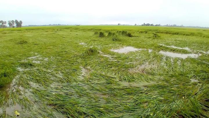 আত্রাইয়ে ‎হঠাৎ বৃষ্টিপাতে তলিয়ে গেছে কৃষকের স্বপ্ন, আলু ও ধান ফসলের ব্যপক ক্ষয়ক্ষতি