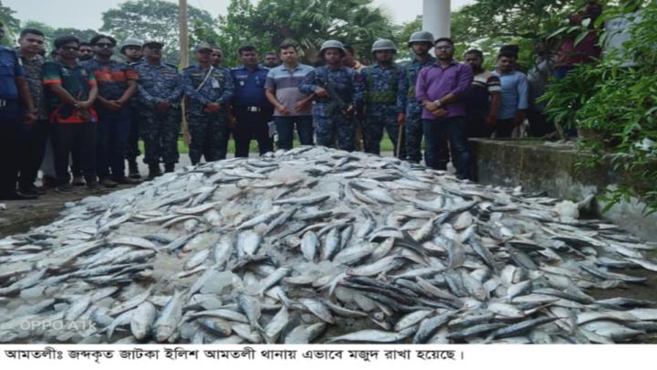 বরগুনার আমতলী থানা থেকে জব্দকৃত জাটকা ইলিশ লুট!