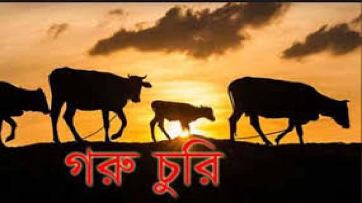 রাণীনগরে শিক্ষকের গোয়াল ঘরের তালা কেটে ৫গরু চুরি