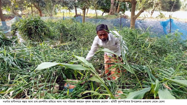 রাণীনগরে বস্তায় আদা চাষ প্রদর্শনীতে ব্যাপক অনিয়মের অভিযোগ