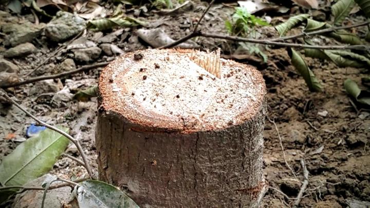 শেরপুরে বিনা অনুমতিতে ২১ টি সরকারি গাছ কেটে ফেললেন জেলা প্রাণিসম্পদ কর্মকর্তা