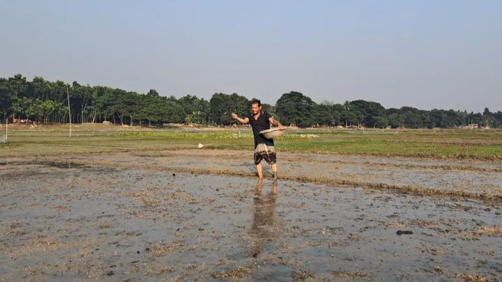 ফসলের হাসিতেই খুশি কৃষক ধানের চারা উৎপাদনে ব্যস্ত কৃষকেরা