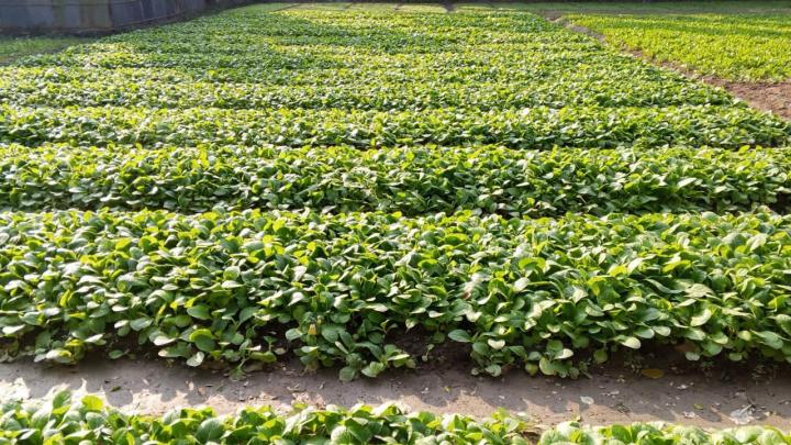 লালমনিরহাটে তামাকের আগ্রাসনে, বাড়ছে তামাক চাষের জমি!