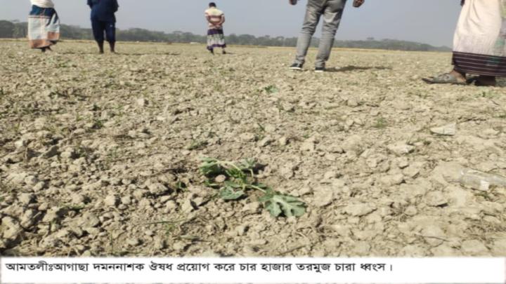 আমতলীতে তরমুজ খেতে আগাছা দমননাশক প্রয়োগ, চার হাজার চারা ধ্বংসের অভিযোগ