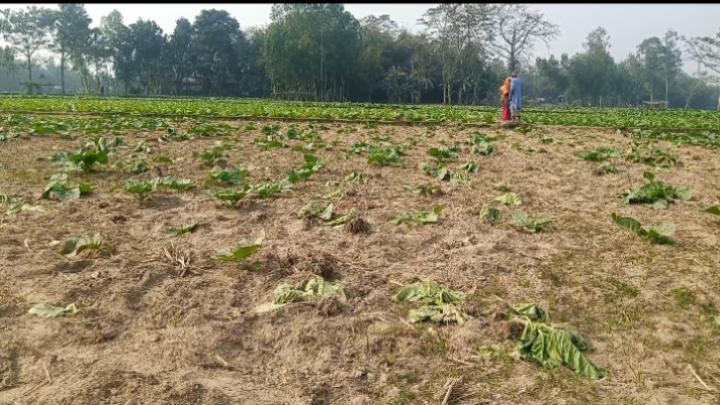 লালমনিরহাটে ক্ষেতের তামাক উপড়ে ফেলে,জমি দখলের চেষ্টার অভিযোগ