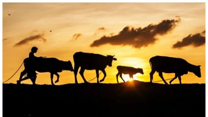 মধুখালীতে গোয়ালঘর খালী করছে গরু চোর