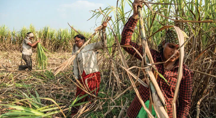 কাজ বাঁচাতে জরায়ু কেটে বাদ দিচ্ছেন ভারতের আখ কাটা শ্রমিকরা
