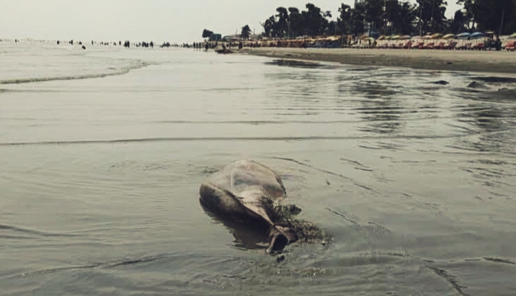 কুয়াকাটা সৈকতে ভেসে এলো ১০ ফুট লম্বা মৃত ইরাবতী ডলফি
