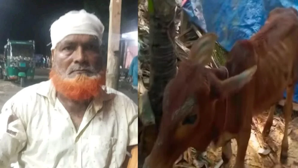 চুরি হওয়া গরু মিললো বিএনপি নেতার গোয়ালঘরে, দল থেকে শোকজ
