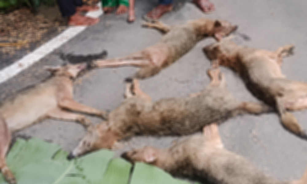 ৭ শিয়াল রান্না করে রুটি দিয়ে খেল বরিশালের বাসিন্দারা!