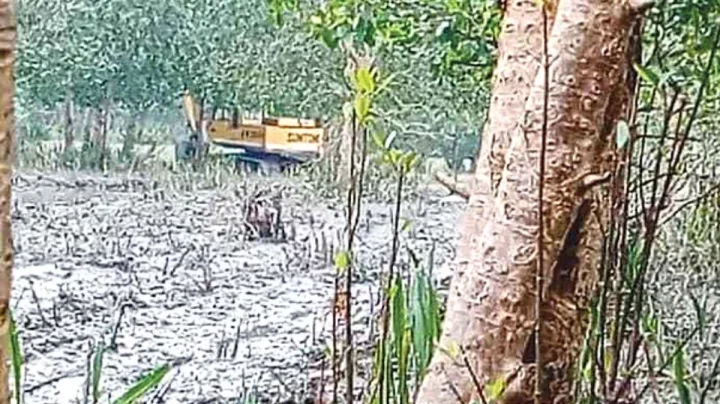 বিএনপি নেত্রীর ভাইয়ের বিরুদ্ধে বনের গাছ কেটে জমি দখলের অভিযোগ