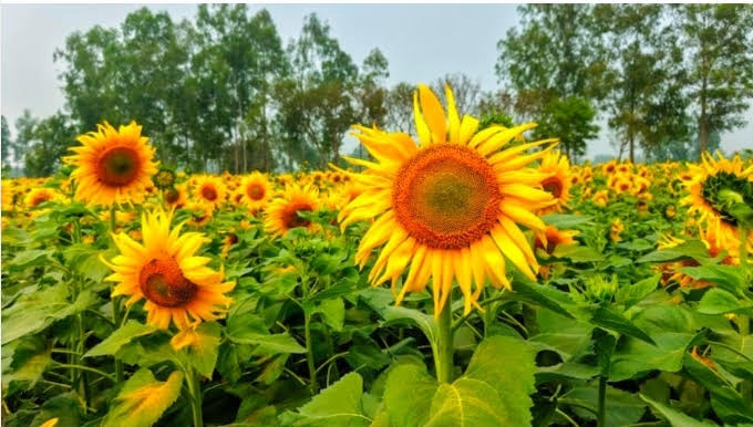 সূর্যের দিকে মুখ তুলে আশার গল্প বলছে সূর্যমুখী মাঠ