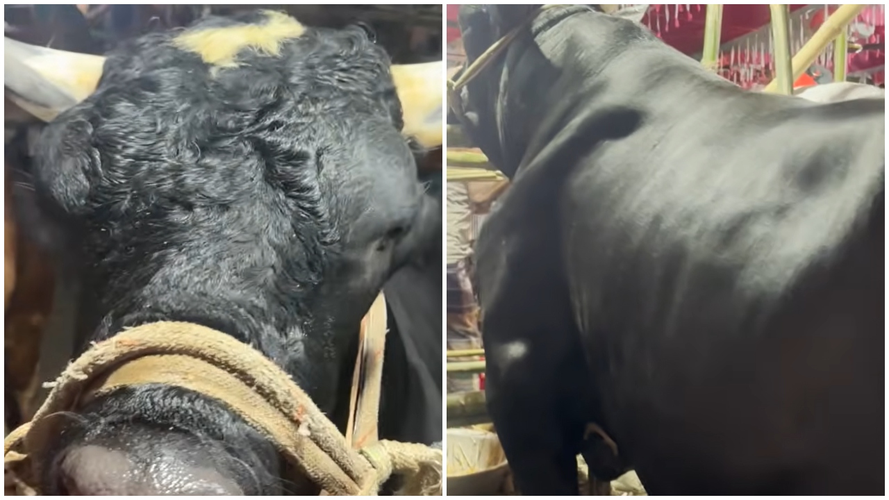 ‘বেশি চিল্লায় আর খায়, নাম তার নাসীরুদ্দিন পাটোয়ারী’